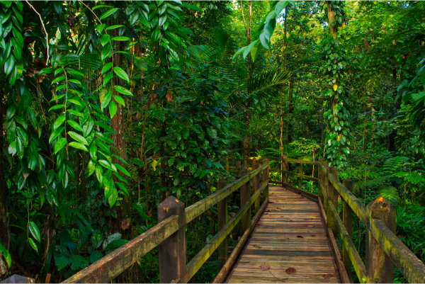 pont dans la jungle en Guadeloupe