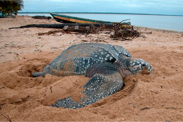 Plage avec tortue Guyane