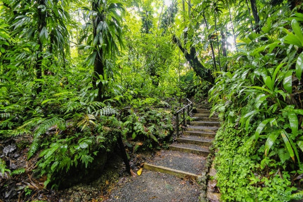 Visite du parc national de Morne Trois Pitons