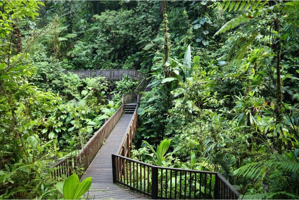 pont dans la foret en Guadeloupe