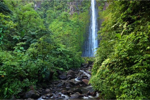 cascade d'eau dans la forêt en guadeloupe