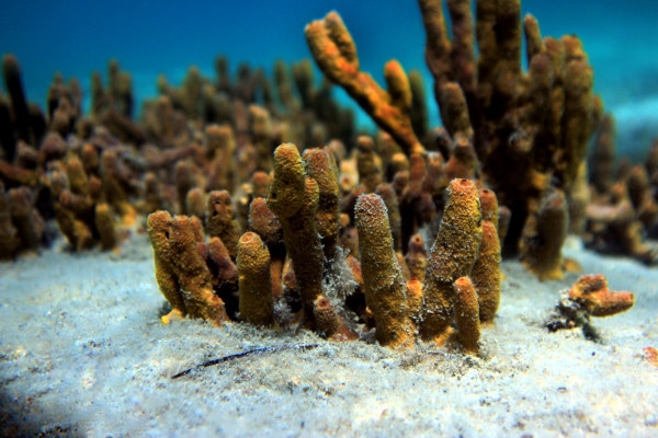 recif corallien Champagne Reef