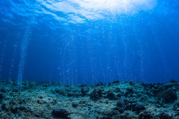 fond marin Champagne Reef