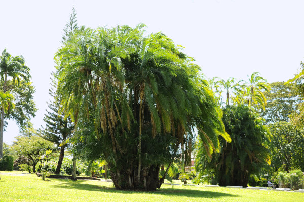 vue parc Dominica Botanic Gardens