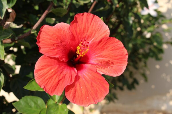 Faune et flore du jardin botanique des cayes en haïti