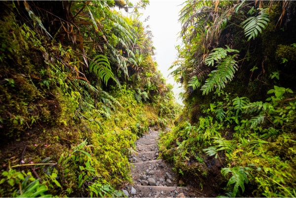 Escaliers dans la forêt en Martinique
