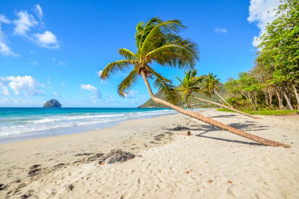 plage de sable et palmiers en martinique