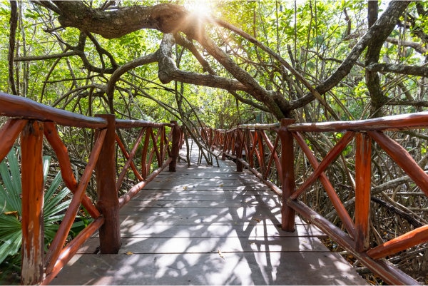 Pont en bois a Cancun