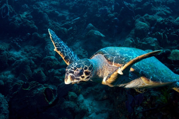 Plongée avec tortue de mer