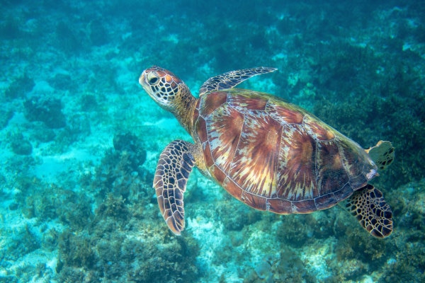 Plongée avec tortue de mer à Haïti
