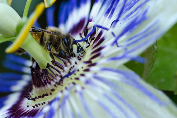Fleur exotique en Guyane : La Passiflore Sauvage