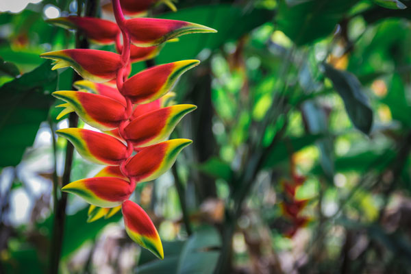 Fleur exotique en Guyane : L'Héliconia Sauvage