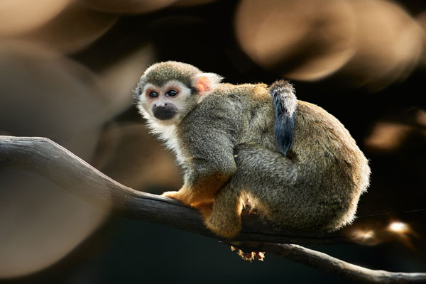 L'îlet la Mère, l'île aux singes