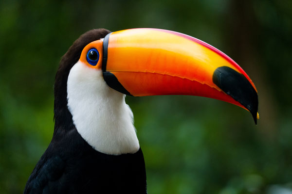 Le toucan toco en Guyane
