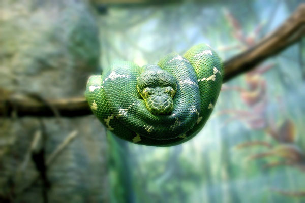 Les serpents en Guyane