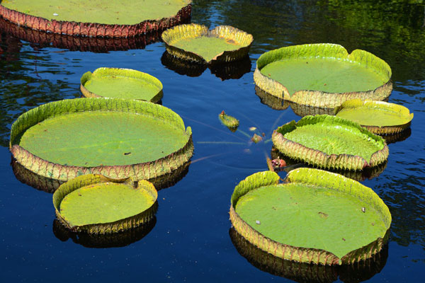Macouria : le Jardin Botanique