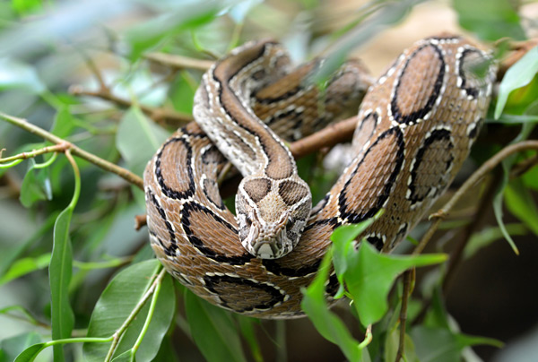 serpents en Guadeloupe