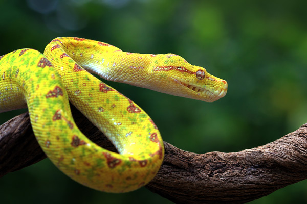 Ou voir des serpents en Guadeloupe