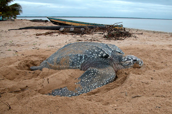 Pontes de tortues en Guyane