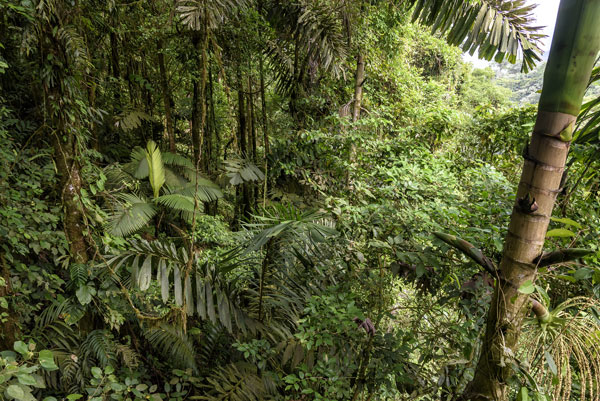 Randonnée en forêt amazonienne guyanaise