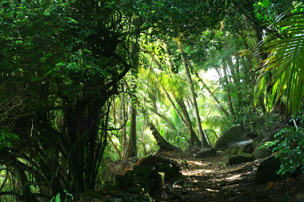 Serpents dangereux en Guyane