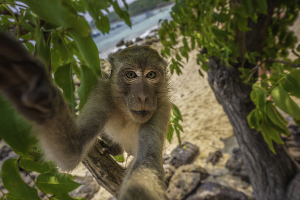 Singes de Guyane