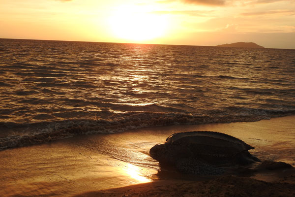 Tortues de mer en Guyane