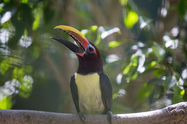 Toucans de Guyane