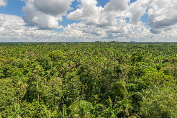 Une nuit au cœur de la forêt amazonienne en Guyane