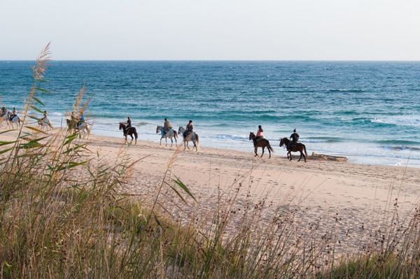 Cheval en Guadeloupe