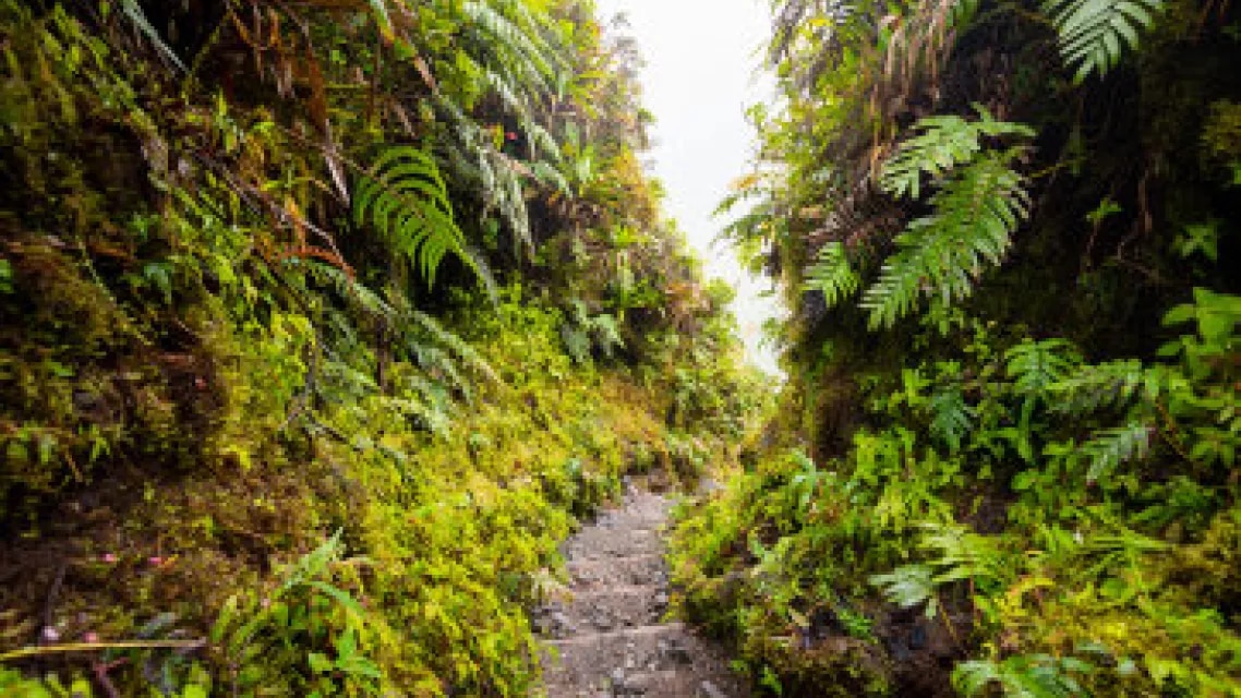 26-Les-top-randonnees-en-Martinique-lieu-typique-push--f760c5d.jpg