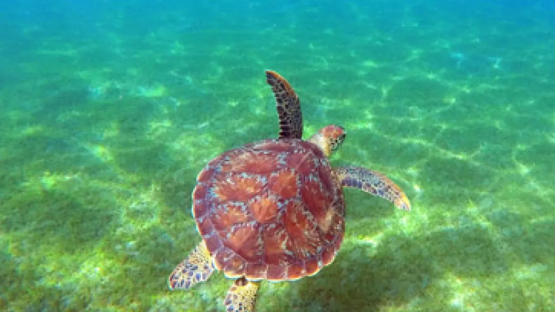 Ou-voir-des-tortues-en-Guadeloupe_1-vignette.jpg