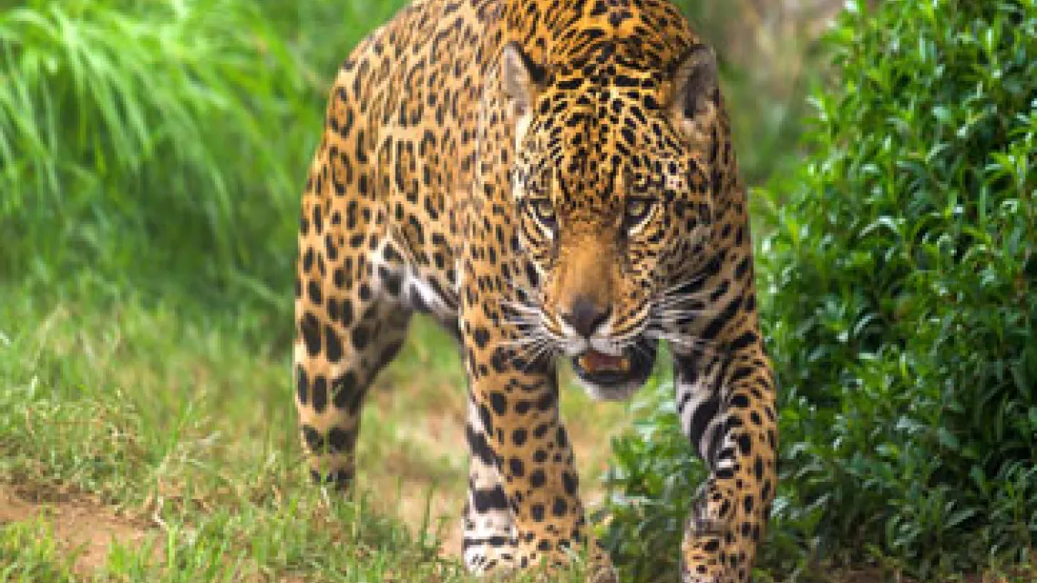 Visiter-le-Zoo-de-Guyane_0.jpg