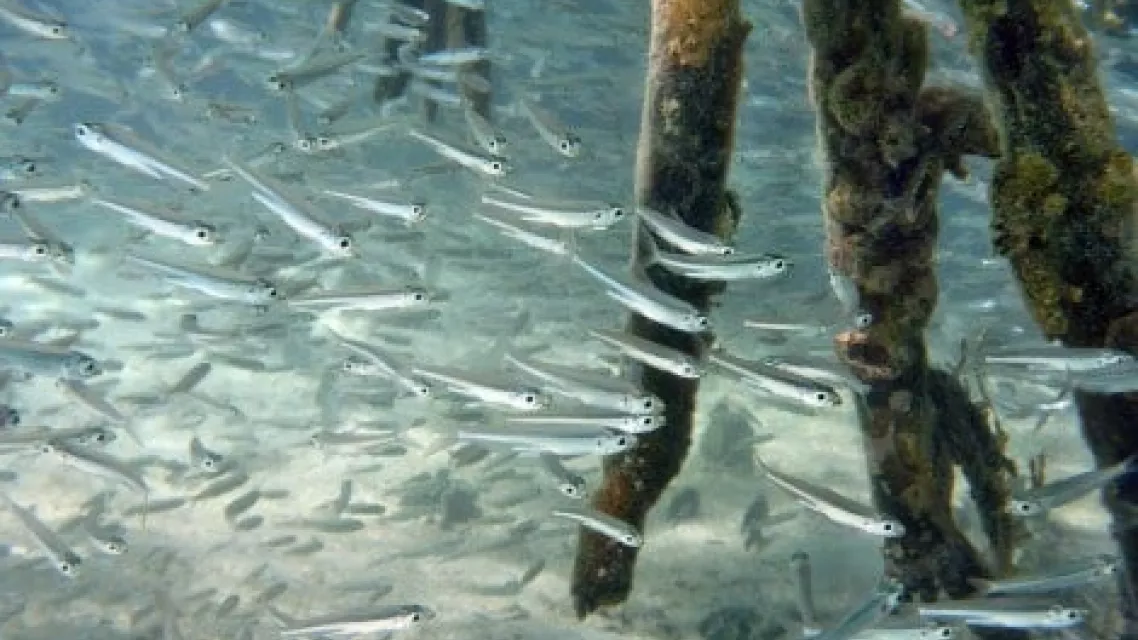 fish-3745919_1280_0.jpg