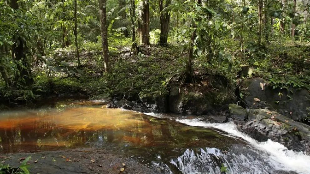 Les tops randonnées à travers la Guyane Les tops randonnées à travers la Guyane