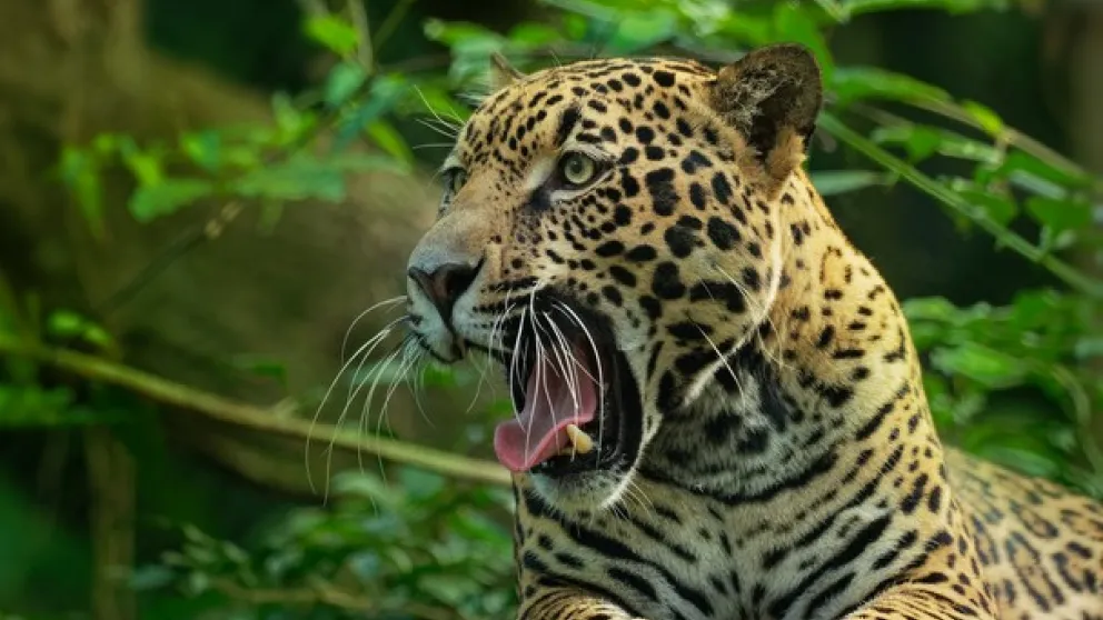 Zoo de Guyane : Guide complet pour une visite réussie Zoo de Guyane : Guide complet pour une visite réussie