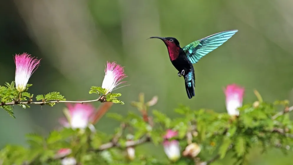 Le colibri madère, oiseau emblématique des Petites Antilles Le colibri madère, oiseau emblématique des Petites Antilles