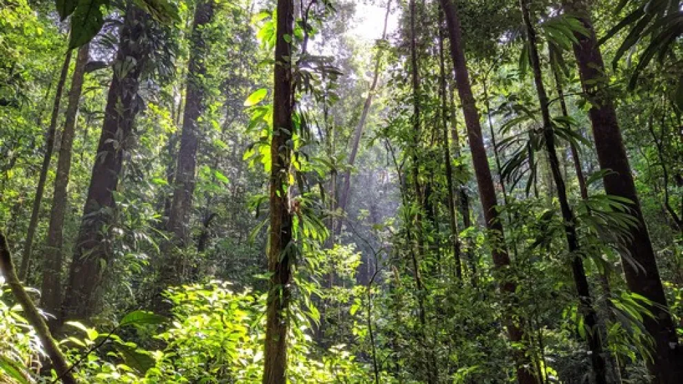 Survol de la jungle en Guyane, une expérience magique 