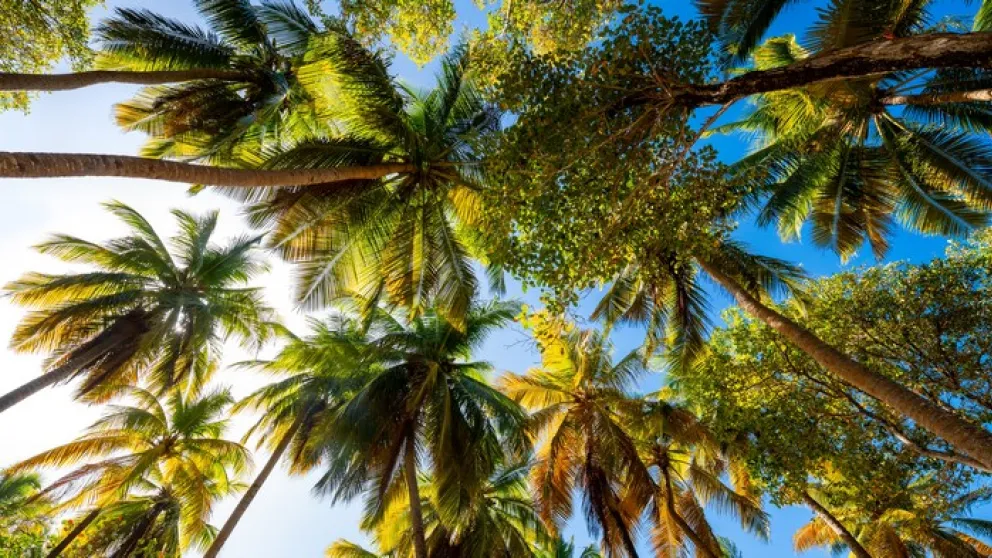 Découvrez le tressage bakoua en Martinique