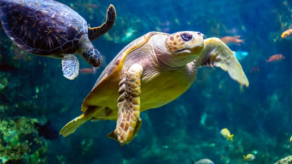 Où voir des tortues en Guadeloupe ?