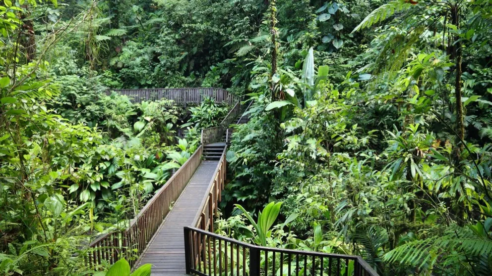 Route de la Traversée : plongez au cœur vert de la Guadeloupe