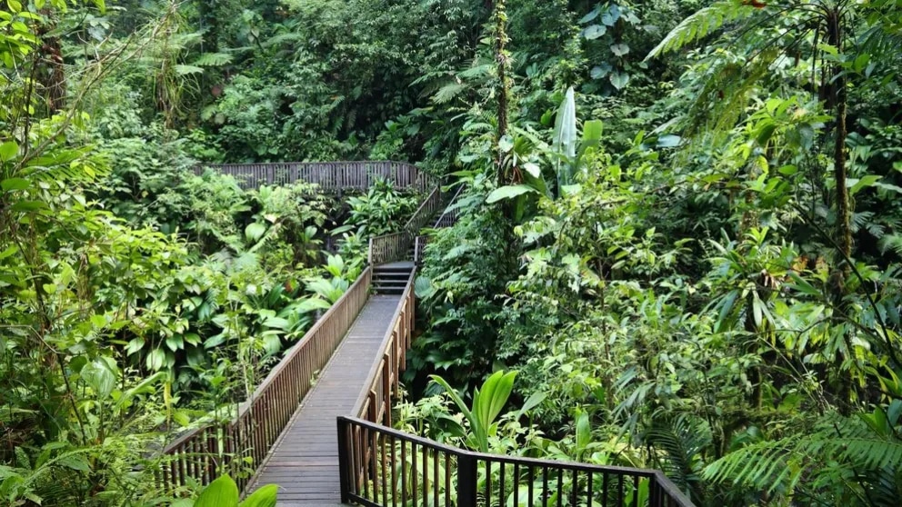 Route de la Traversée : plongez au cœur vert de la Guadeloupe