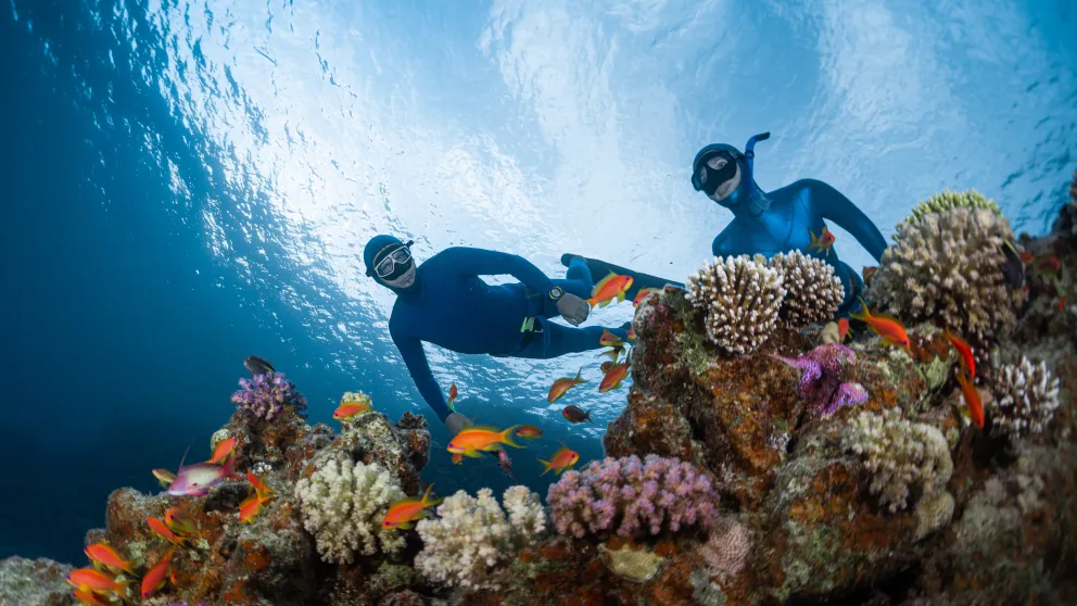 Plongée aux Bahamas : meilleurs spots et guide pratique