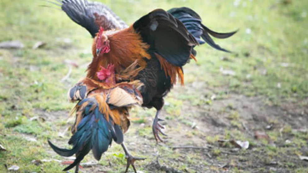 Où voir un combat de coq en Martinique ? Plongez au cœur d'une tradition vivante