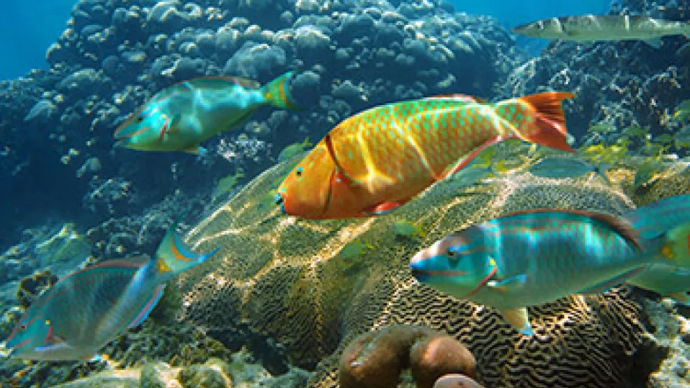 Top des plus beaux poissons de Martinique