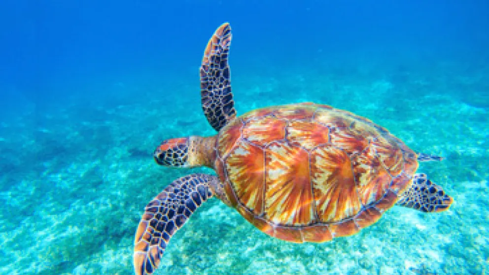 Les tortues de Martinique