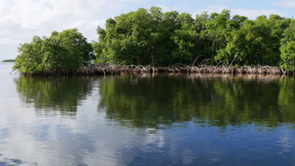 Visiter la mangrove à Petit Canal en Guadeloupe