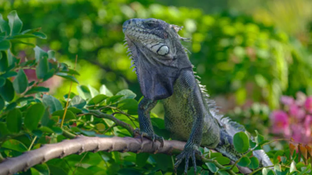 Les iguanes de Guadeloupe : à la rencontre des reptiles emblématiques des Antilles