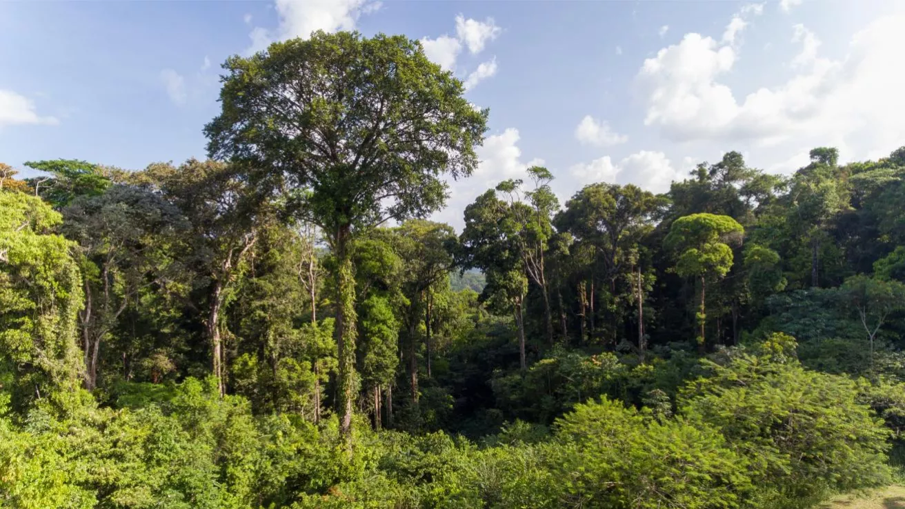 Les arbres qui poussent dans la forêt tropicale de Guyane
