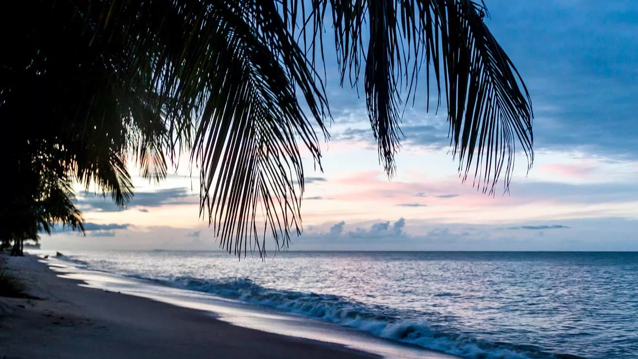 Palm trees on a beach in Kourou, French Guiana